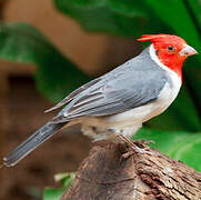 Red-crested Cardinal