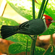 Red-crested Cardinal