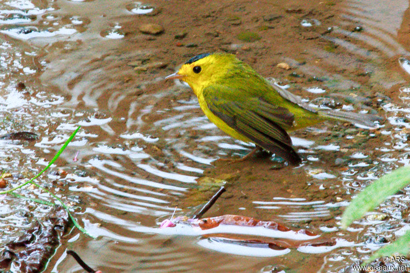 Wilson's Warbler male adult, identification