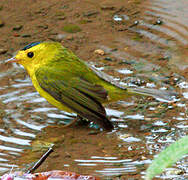 Wilson's Warbler