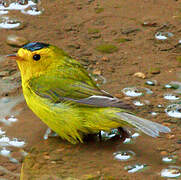 Wilson's Warbler