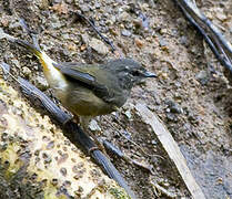 Buff-rumped Warbler