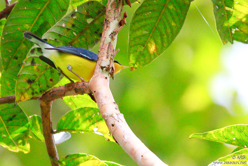 Tropical Parula, identification