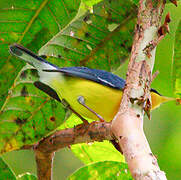 Tropical Parula