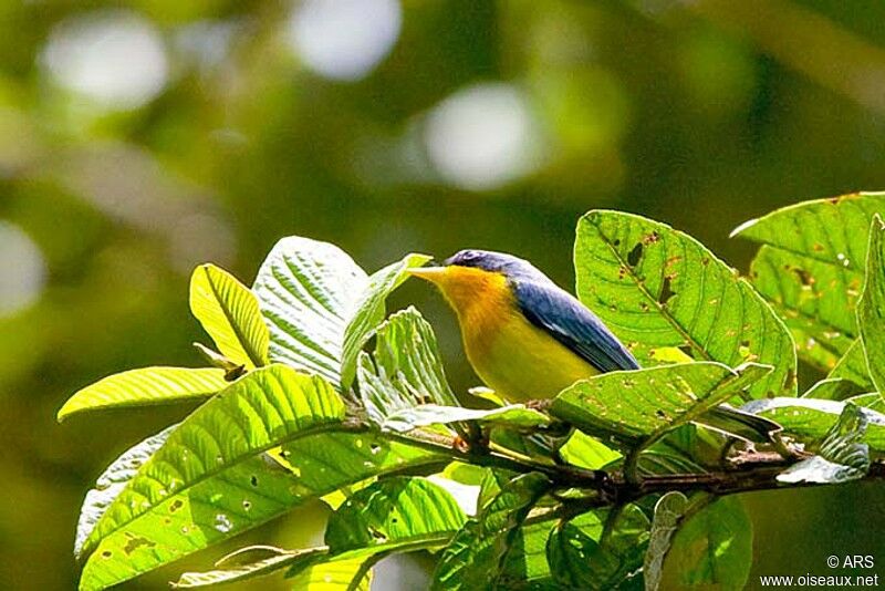 Tropical Parula, identification