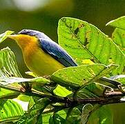 Tropical Parula