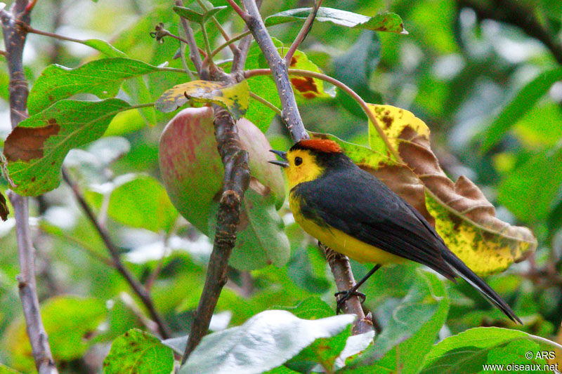 Collared Whitestart male adult, identification