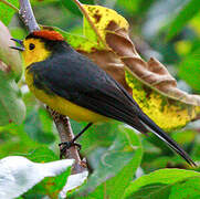 Collared Whitestart