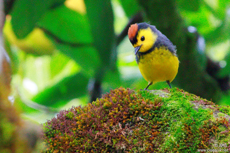 Collared Whitestart male adult, identification