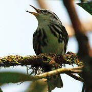 Black-and-white Warbler