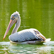 Spot-billed Pelican