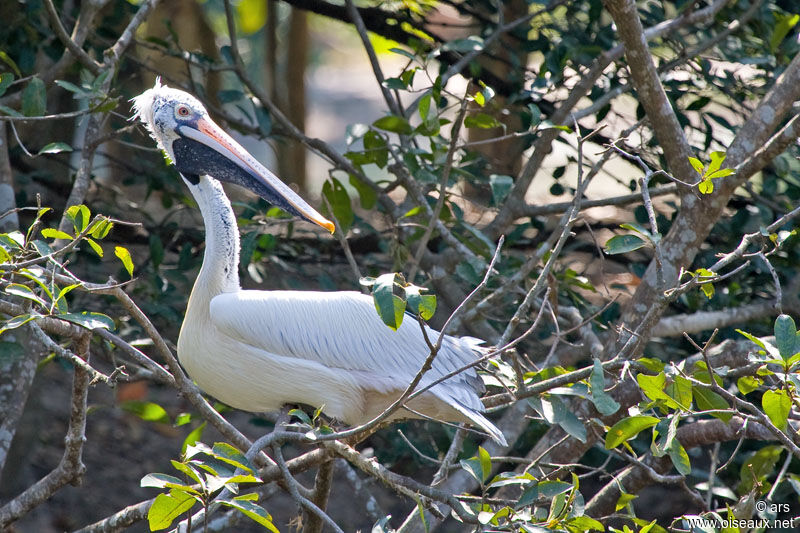 Spot-billed Pelican, Reproduction-nesting