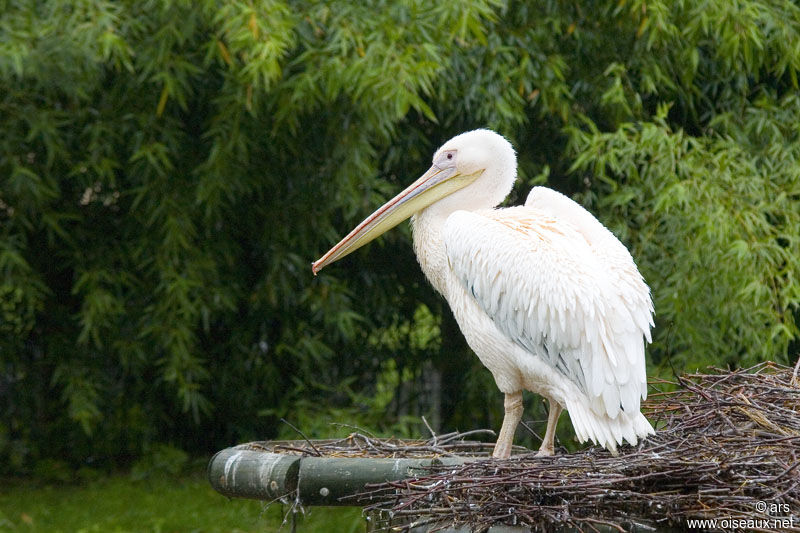 Pélican blanc, identification