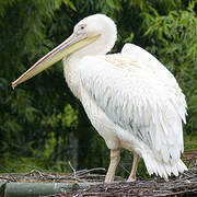 Great White Pelican