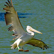 Dalmatian Pelican