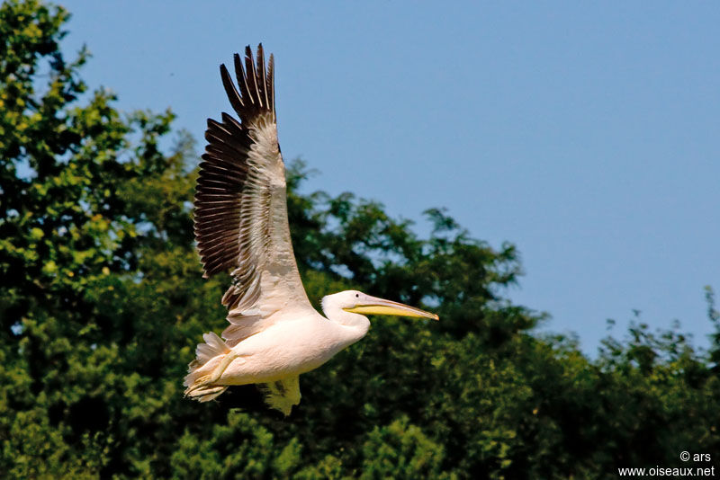 Dalmatian Pelican, Flight