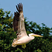 Dalmatian Pelican