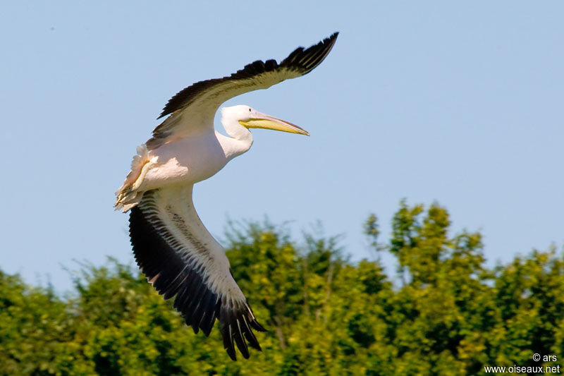 Dalmatian Pelican, Flight