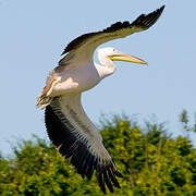 Dalmatian Pelican