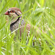 Red-legged Partridge