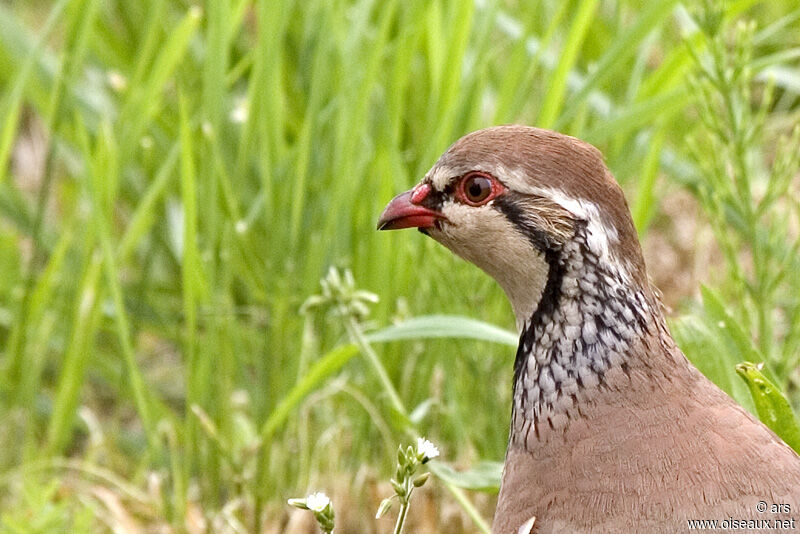 Red-legged Partridge, identification