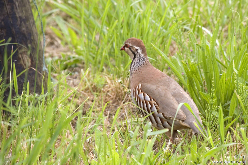 Perdrix rouge, identification