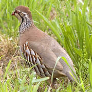 Red-legged Partridge