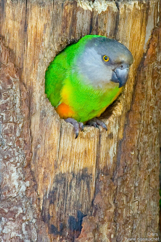 Senegal Parrot, identification