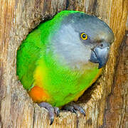 Senegal Parrot