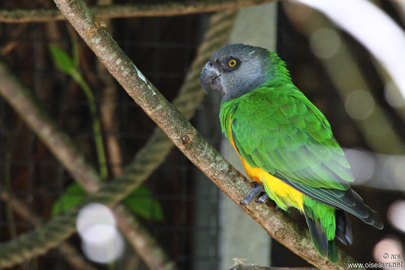 Senegal Parrot, identification