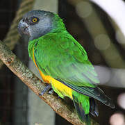 Senegal Parrot