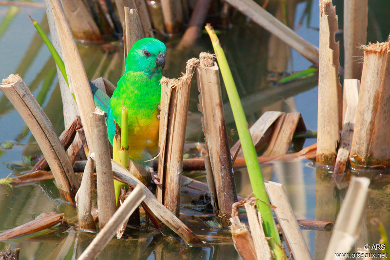 Red-rumped Parrot male adult, identification