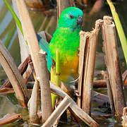 Red-rumped Parrot