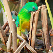 Red-rumped Parrot