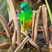 Red-rumped Parrot