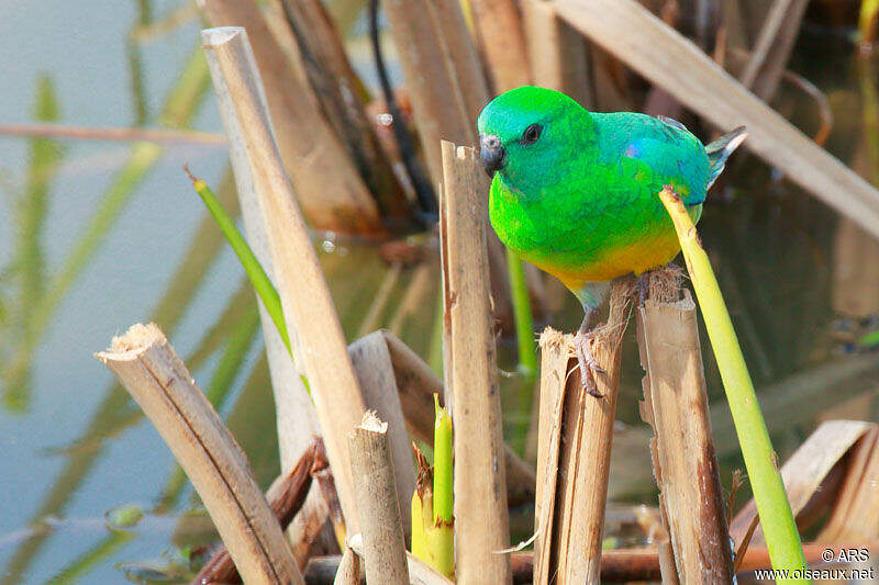 Perruche à croupion rouge mâle adulte alrs85259