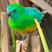 Red-rumped Parrot