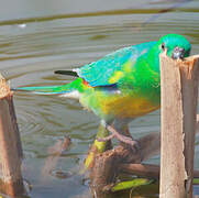 Red-rumped Parrot