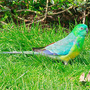 Red-rumped Parrot