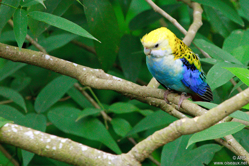 Pale-headed Rosella, identification