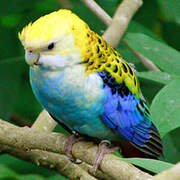 Pale-headed Rosella