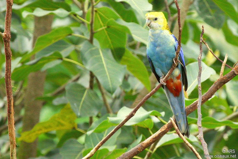 Perruche à tête pâle, identification