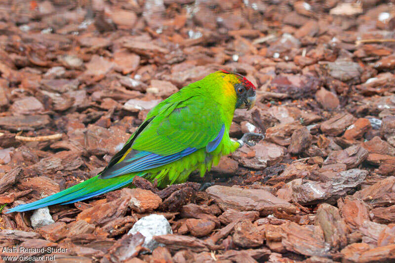 Horned Parakeet, identification