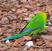 Horned Parakeet