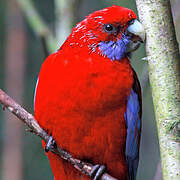 Crimson Rosella