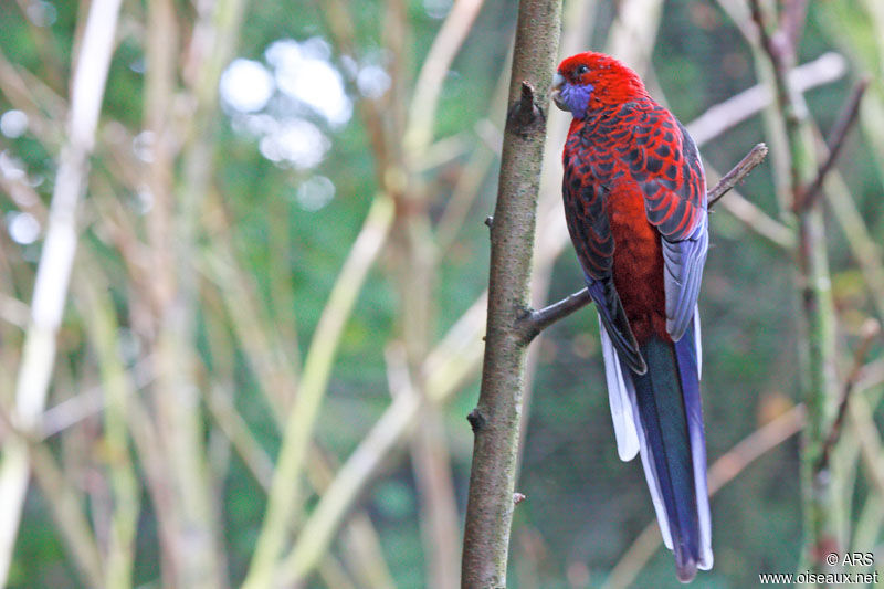 Crimson Rosella, identification