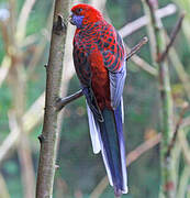 Crimson Rosella