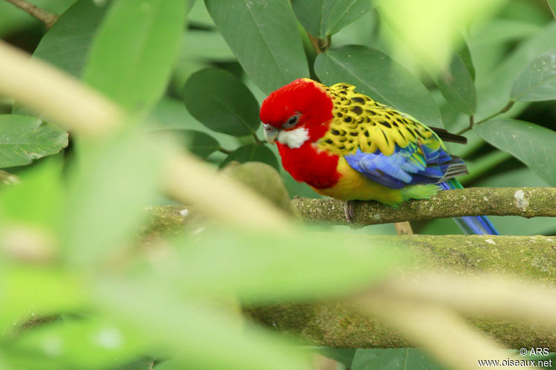 Eastern Rosella, identification