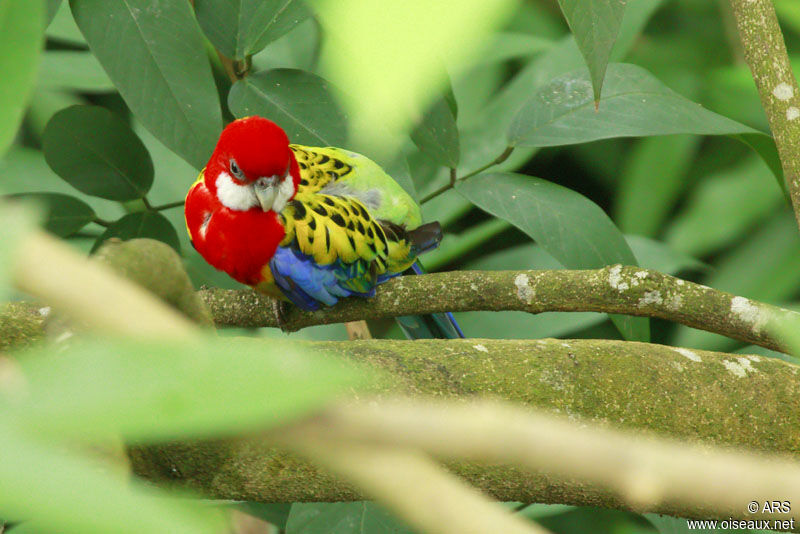 Eastern Rosella, identification