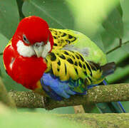 Eastern Rosella